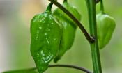 Grüne und rohe Chili Paprikas (Capsicum frutescens) an einer Pflanze.