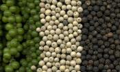 Pimienta negra: verde inmaduro, pimienta negra seca, entre blanco (= sin cáscara).