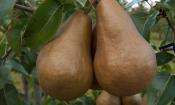 Unbehandelte, rohe Früchte der Boscs Flaschenbirne, eine alte Varietät der Birne - Pyrus communis