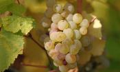 Weisse Weintrauben (europäische Sorte wie Thompson seedless), Vitis vinifera, an Weinrebe hängend.