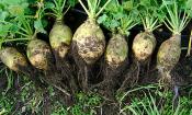 Rutabaga, cruda, blanca y fresca de la huerta con tierra (Brassica napus subsp. napobrassica).