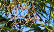 Reife Beeren der Sägepalme (Serenoa repens), an der Pflanze hängend.