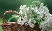 Gemeine Schafgarbe (Achillea millefolium), blühend in einem geflochtenen Korb.