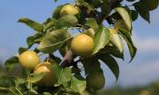 Ast mit reifen Nashi-Birnen - Pyrus pyrifolia. Die Bezeichnung Nashi-Birne ist eine Dopplung, denn nashi ist das japanische Wort für Birne.