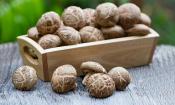 Frische rohe Shiitake-Pilze in eckigem Holzgefäss auf blauem Tisch, fünf Pilze davor liegend.