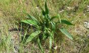 Wild wachsender Spitzwegerich (Plantago lanceolata) auf einer Wiese.