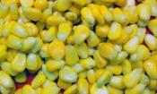 Granos de maíz dulce, amarillo, en conserva, escurridos, enjuagados con agua del grifo.