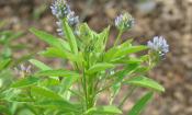 Kräuter, Gewürze & Wildpflanzen, roh, unbehandelt: Schabzigerklee - Trigonella caerulea