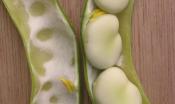 La vaina abierta y verde nos permite echar un vistazo a estas semillas con forma de riñón.