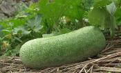 Calabaza de cera (melón de invierno) - Benincasa hispida - en la planta antes de la cosecha.