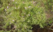 Zottiges Weidenröschen (Epilobium hirsutum), wild wachsend als kleiner Strauch.