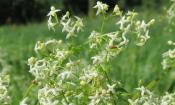 Bedstraw o pradera (Galium mollugo) en un prado, con un bosque detrás.