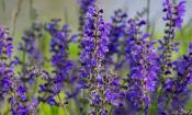 Salvia floreciente del prado (Salvia pratensis L.).