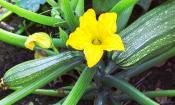 Sommerkürbis - hier als Zucchini an der Pflanze mit gelber Blüte. Es gibt mehrere Arten.