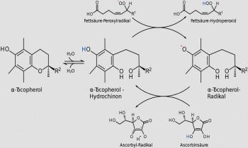 Mecanismo de simplificación de un radical de ácidos grasos a través del alfa tocoferol