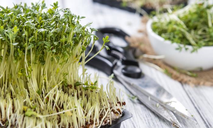 Garden cress is queen of the greens, vegan recipes