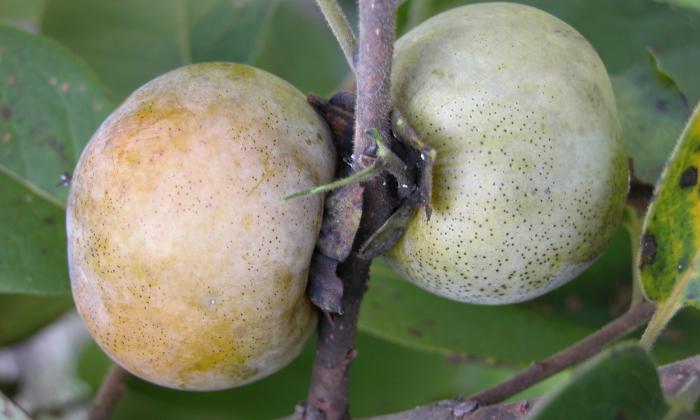 American persimmon, raw (organic) | Foundation G+E
