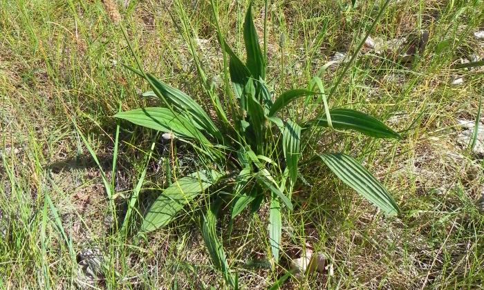 Ribwort plantain, raw (organic) | Foundation G+E