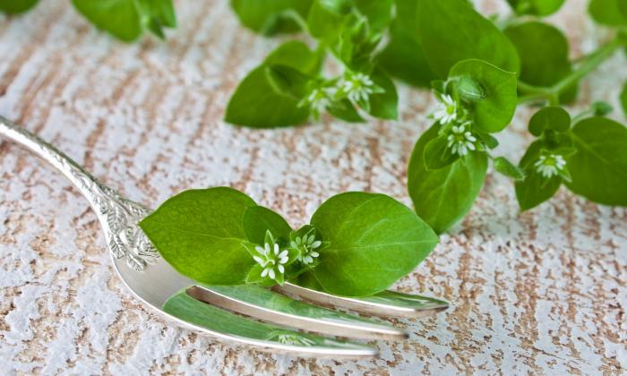 Chickweed, common (chickweed, organic) | Foundation G+E