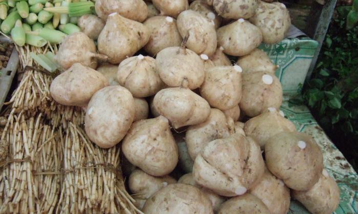 Yam bean (tuber bean, jícama, benkuang), raw, organic? | Foundation G+E