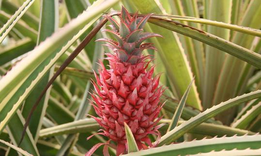 Ananas comosus: Fruchttragende Ananaspflanze mit noch unreifer, roter Frucht auf Hawaii, USA. Ananas comosus: Fruchttragende Ananaspflanze mit noch unreifer, roter Frucht auf Hawaii, USA.