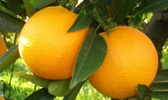 Orange - Citrus sinensis: Nahaufnahme eines Orangenbaumes mit zwei noch unreife Orangen. Orange - Citrus sinensis: Nahaufnahme eines Orangenbaumes mit zwei noch unreife Orangen.