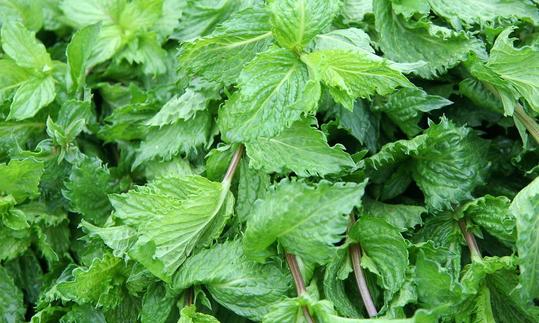 Свежая мята колючая (Mentha spicata) в дикой природе. Марокко? Свежая мята колючая (Mentha spicata) в дикой природе. Марокко?