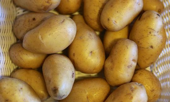 Einige rohe Kartoffeln der Sorte 'Nicola' auf einem Haufen - Solanum tuberosum.