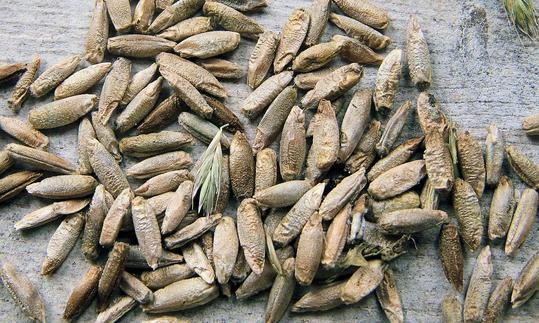 Rye Grain Cereale secco L. Grani di segale sparsi su una superficie. Rye Grain Cereale secco L. Grani di segale sparsi su una superficie.