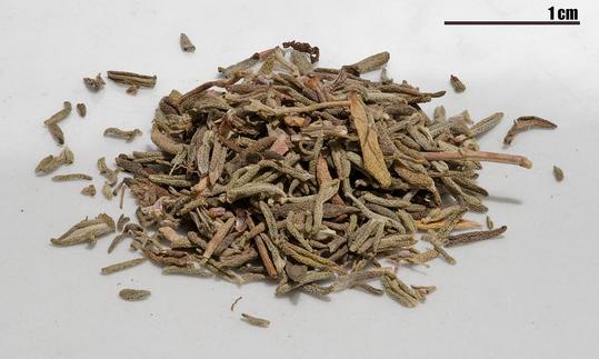 Tomillo real seco (Thymus vulgaris) apilado sobre una superficie liviana.