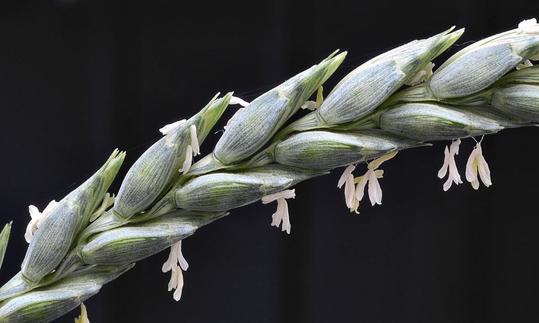 Punta di farro. Triticum aestivum L. subsp. spelta. Punta di farro. Triticum aestivum L. subsp. spelta.