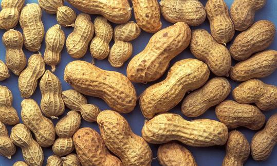 Erdnuss - Arachis hypogaea: Verschiedene Erdnuss-Kultivare ausgelegt auf blauer Unterlage. Die Sorten unterscheiden sich teils auch stark von der Grösse. Verschiedene Erdnuss-Kultivare (Arachis hypogaea). Die Sorten unterscheiden sich in der Grösse.