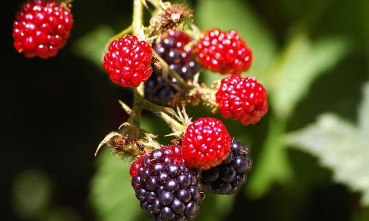 Brombeeren, an Strauch hängend, doch die meisten (rot) sind nicht reif. Rubus spp. Brombeeren, an Strauch hängend, doch die meisten (rot) sind nicht reif. Rubus spp.