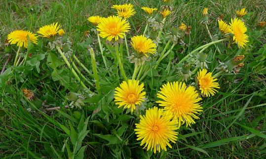 Tarassaco comune come pianta da fiore - Taraxacum officinale Tarassaco comune come pianta da fiore - Taraxacum officinale