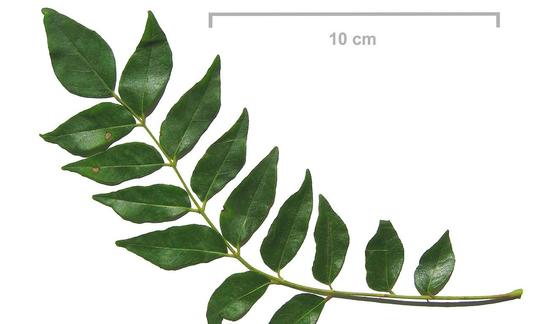 Hierbas aromáticas, especias, plantas silvestres, crudas, sin procesar: hoja de curry. Bergera koenigii Hojas de curry (Bergera koenigii) en una rama con dimensiones para la relación de tamaño.