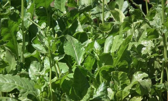 Gemüse roh, unbehandelt: Spinat, roh - Spinacia oleracea Gemüse roh, unbehandelt: Spinat, roh - Spinacia oleracea
