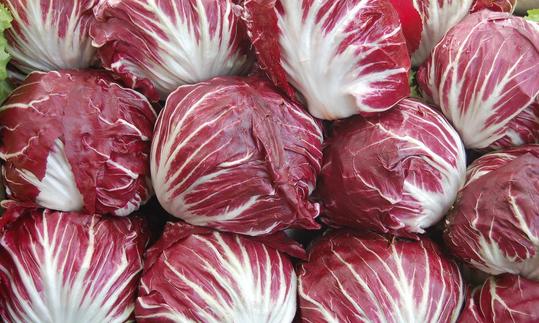 Gemüse roh, unbehandelt: Radicchio, roh - Cichorium intybus Köpfe von Rotem Radicchio, roh - Cichorium intybus var. foliosum.