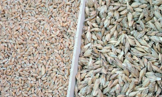 Farro crudo: poiché esistono altre forme di glutine, il farro è spesso più digeribile del frumento. Farro crudo: poiché esistono altre forme di glutine, il farro è spesso più digeribile del frumento.