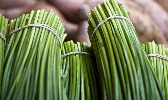 Several bundles of chives (Allium schoenoprasum) laid out ready for sale. Several bundles of chives (Allium schoenoprasum) laid out ready for sale.