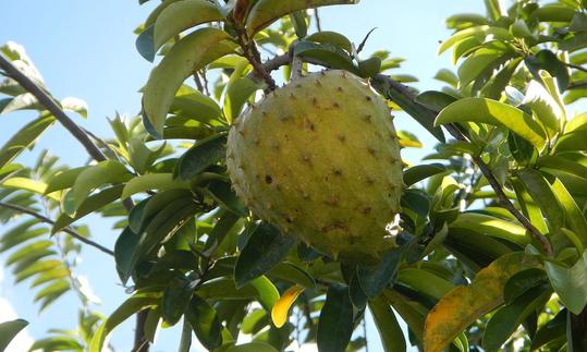 Un frutto di soursop, Annona muricata, che pende da un albero sempreverde. Un frutto di soursop, Annona muricata, che pende da un albero sempreverde.