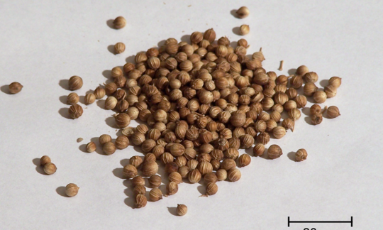 Samen des echten Koriander, Coriandrum sativum: Getrocknete Koriandersamen aufgetürmt zu einem Haufen. Samen des echten Koriander: Getrocknete Koriandersamen aufgetürmt zu einem Haufen.