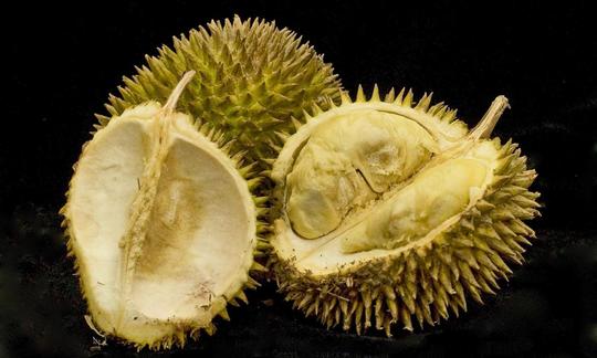 Zwei Durian-Früchte, eine geteilt in zwei Teile, damit man das Fruchtfleisch sieht. Zwei Durian-Früchte, eine geteilt in zwei Teile, damit man das Fruchtfleisch sieht.