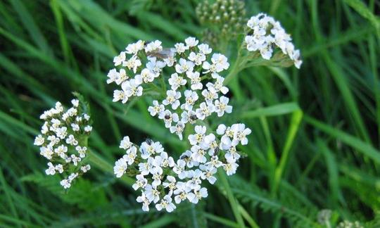 Луг с цветущим тысячелистником (Achillea millefolium), тысячелистник обыкновенный. Луг с цветущим тысячелистником (Achillea millefolium), тысячелистник обыкновенный.