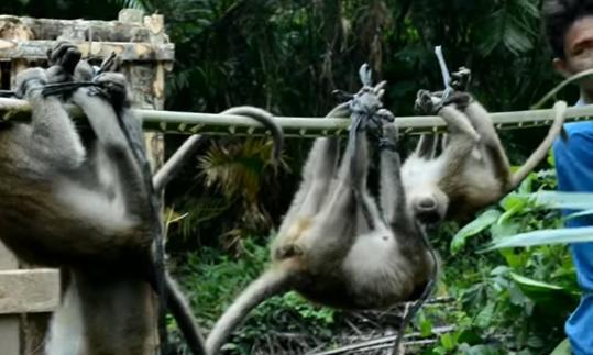 Gefangene Makaken für die Abrichtung zur Kokosnussernte.