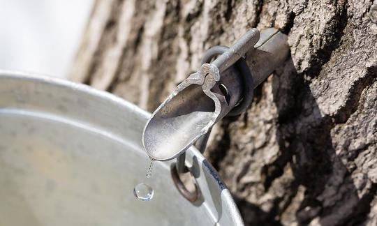Ahornsirup: Gewinnung von Ahornsaft vom Baum Acer saccharum, Einkochen folgt. Ahornsirup: Gewinnung von Ahornsaft vom Baum Acer saccharum, Einkochen folgt.