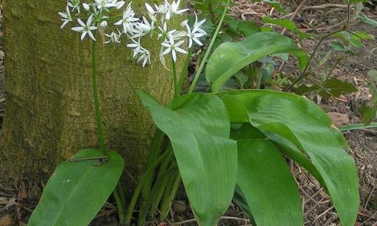 Erbe aromatiche, spezie, piante selvatiche, crude e non trasformate: aglio aglio - Allium ursinum Erbe aromatiche, spezie, piante selvatiche, crude e non trasformate: aglio aglio - Allium ursinum