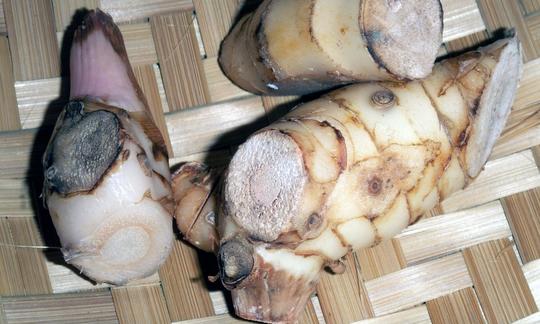 Lo zenzero tailandese - Alpinia galanga - assomiglia molto all'Alpinia officinarum.