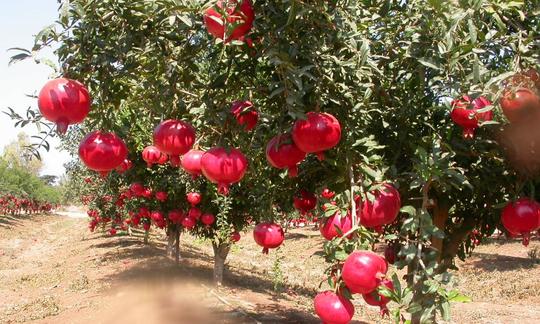 Granatäpfel (Grenadine, Punica granatum) an Bäumen in Grnatapfel-Plantagen hängend. Granatäpfel (Grenadine, Punica granatum) an Bäumen in Grnatapfel-Plantagen hängend.