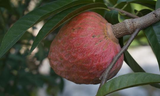 Soursop - Annona reticulata - hanging on the tree - there are different varieties/colors. Soursop - Annona reticulata - hanging on the tree - there are different varieties/colors.