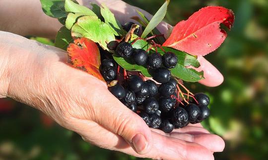 Frische Aroniabeeren - Aronia melanocarpa: Eine Hand voll frischer Beeren mit Blättern, zwei im Herbstrot.